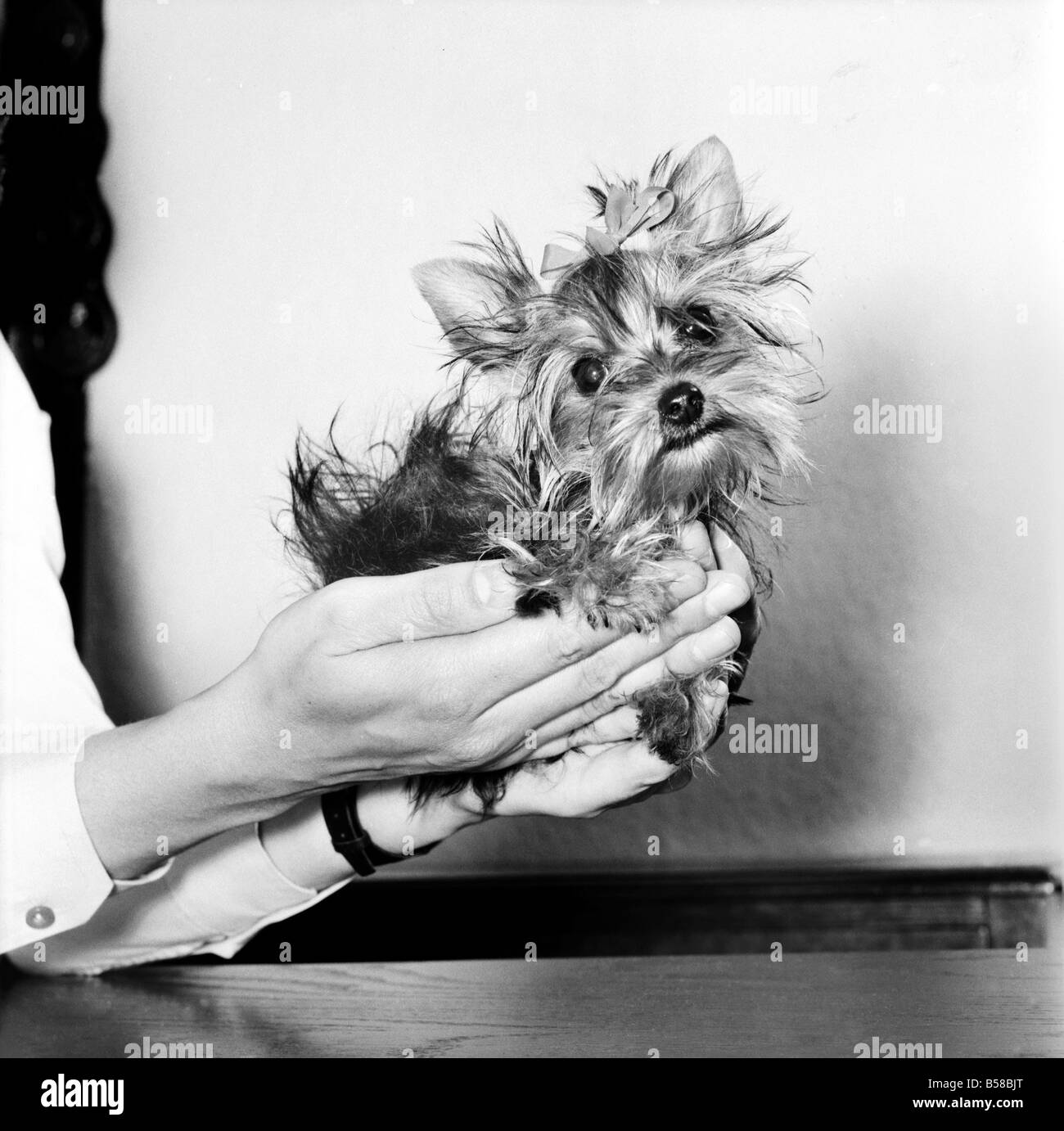 You have heard of lap dogs well Fifi here is smaller than the average Yorkshire Terrier weighing in at only 24 oz, and fits in the owners hand, could this be the start of a new trend? April 1977 77-02090-006 Stock Photo