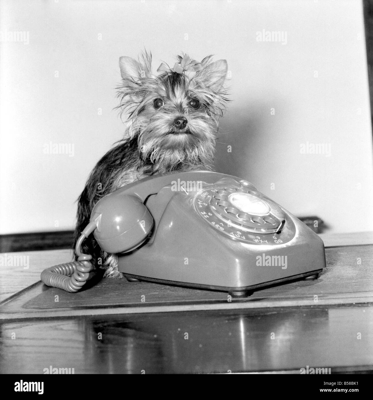 Fifi here is smaller than the average Yorkshire Terrier. Weighing in at only 24 oz. Fifi is seen here next to the dog and bone which is Cockney rhyming slang for telephone. April 1977 77-02090 Stock Photo