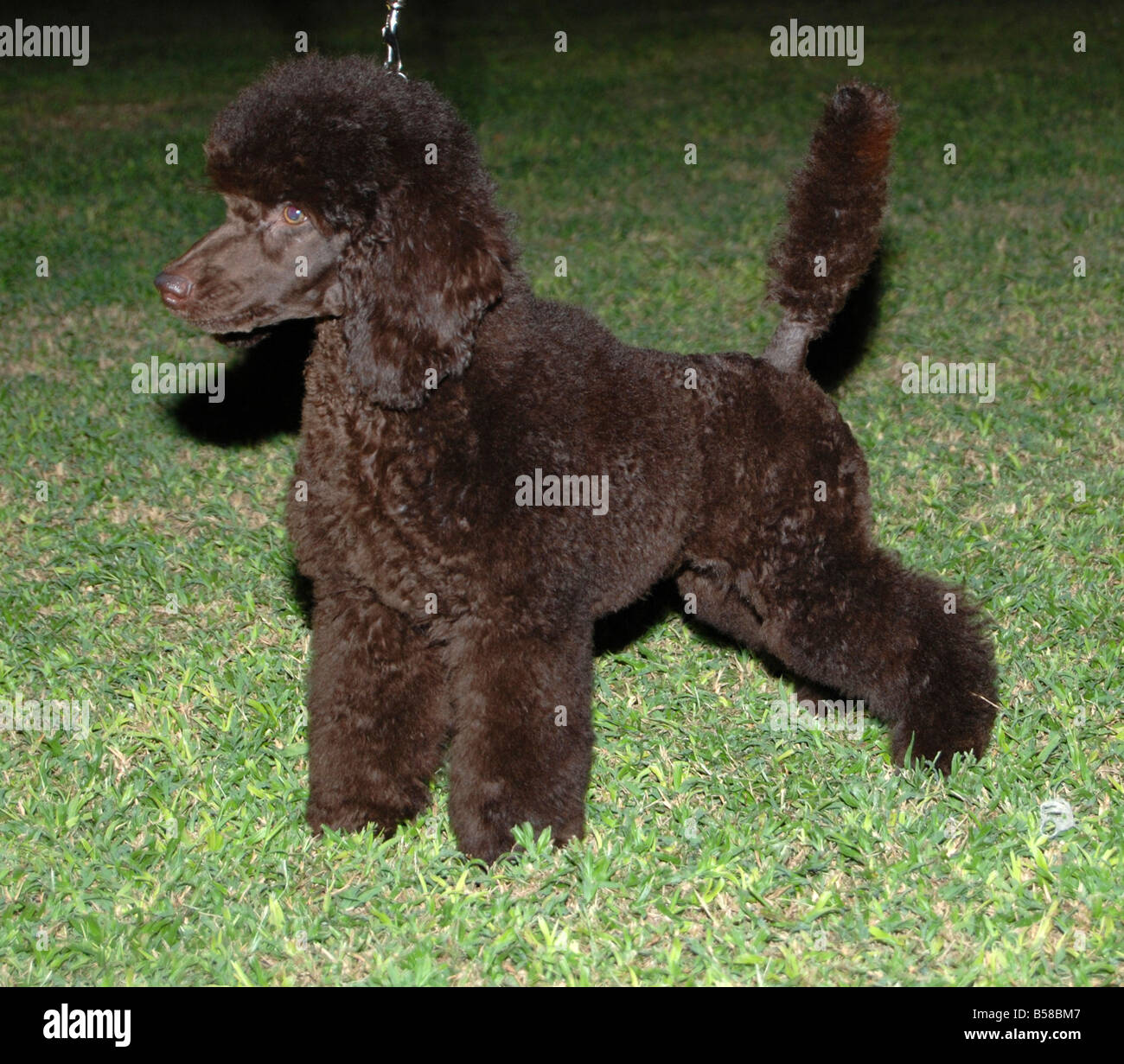 poodle toy chocolate