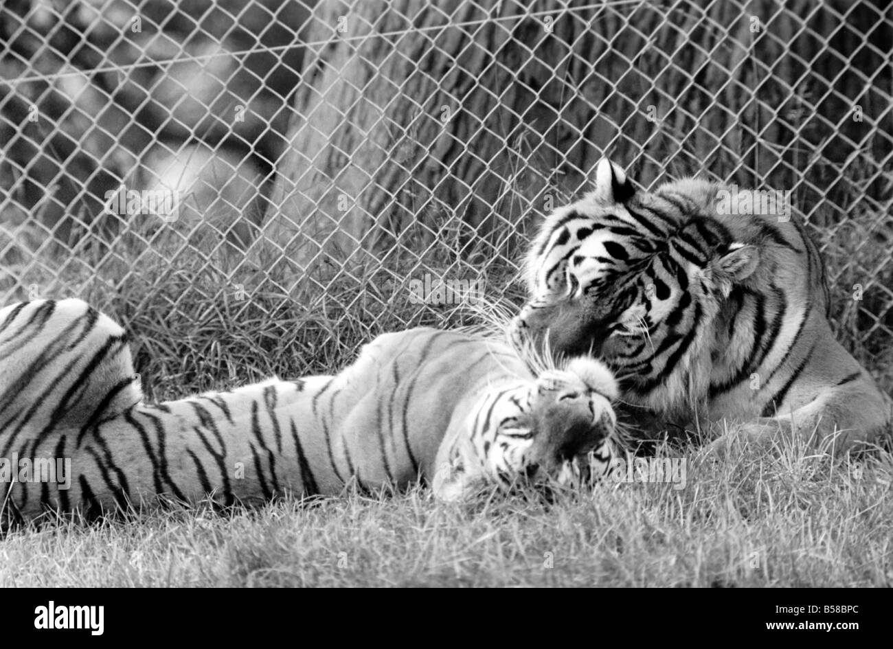 Tiger Cubs and Lion Cubs Play in the Zoo. 3 Stock Image - Image of cats,  carelessness: 234478267