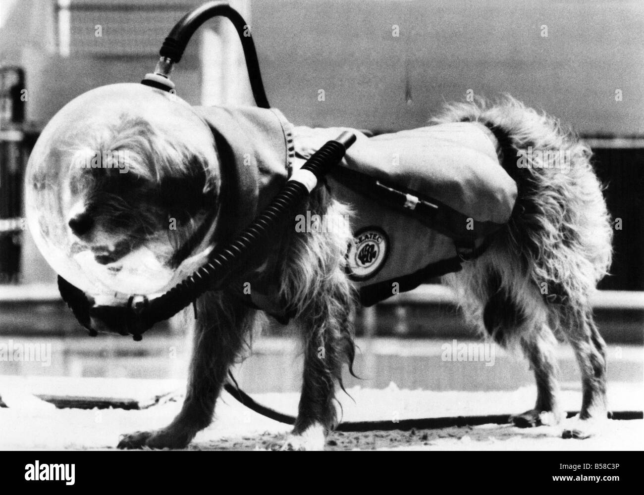 Underwater dog Black and White Stock Photos & Images Alamy