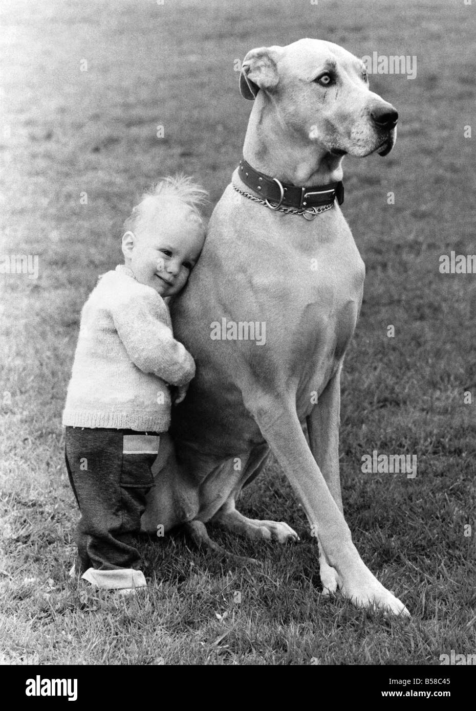 A pet and his pal. &#13;&#10;Giant dog with little boy leaning on him with affection.  &#13;&#10;April 1984 P006070 Stock Photo
