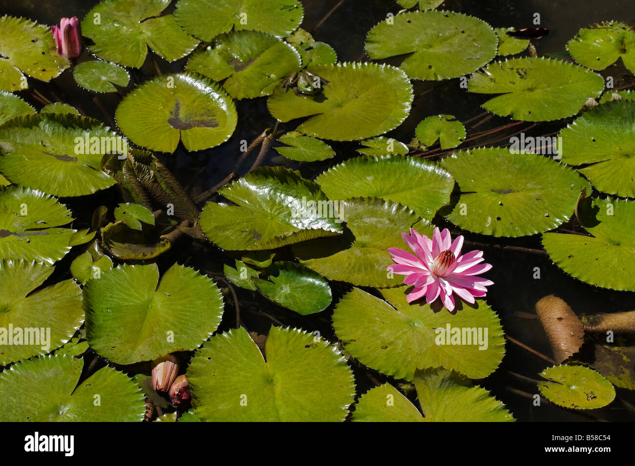 pink water lily flower among its floating leaves family nymphaeaceae Stock Photo