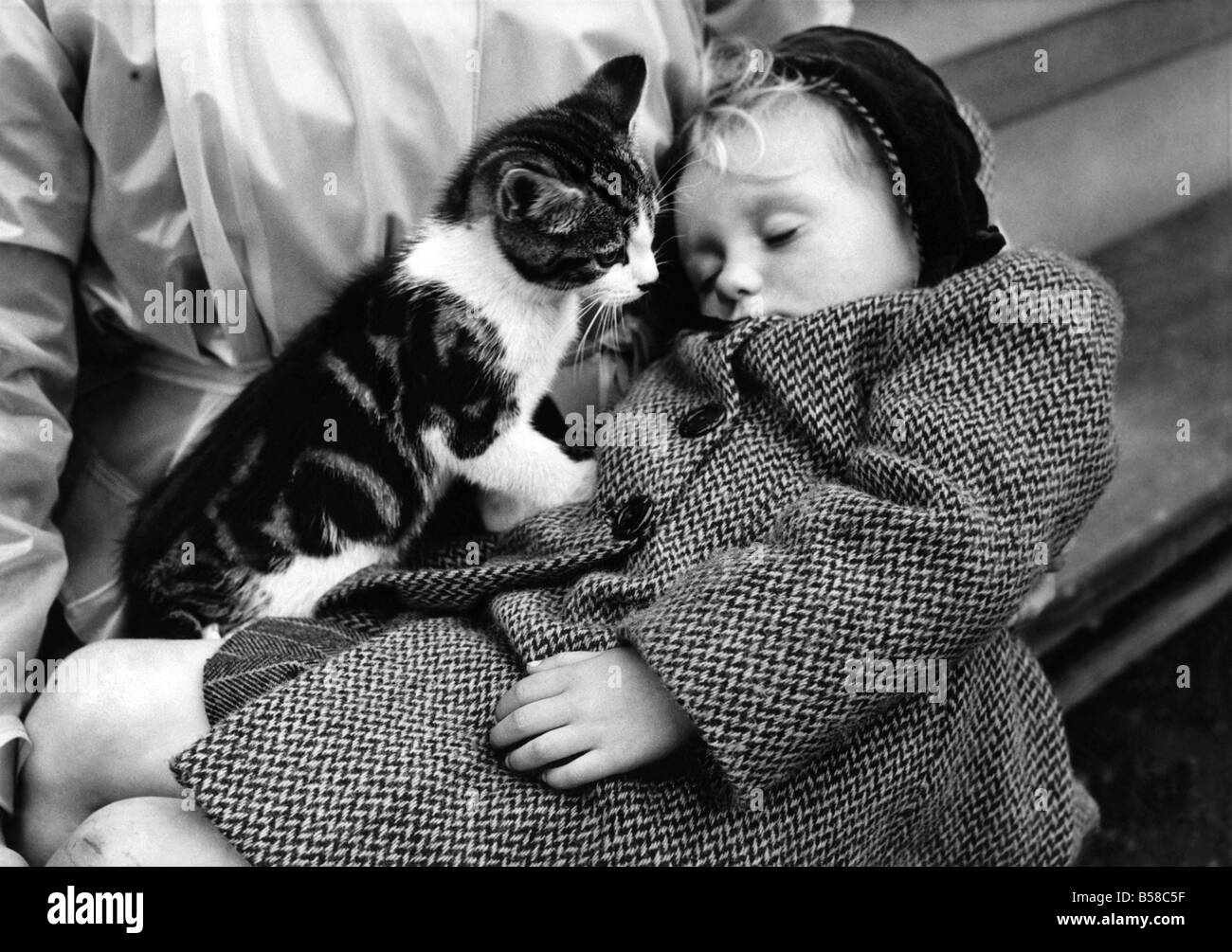 Beverley Anne, aged 3, insisted on accompanying her mother to the 'vet' with her pet kitten Timothy. Tim had been off his food for a few days and didn't play with Beverley like he usually did and the little girl was anxious about him. But when they reached the vet and had to wait their turn, Beverley's fell asleep on Mummy's lap holding the cat which was a present for her birthday last September. Beverley's mother, Mrs. Edith Gale, of Weston Mill Road, Plymouth, didn't wake her but let her sleep on missing her turn in the queue. January 1951 P006116 Stock Photo