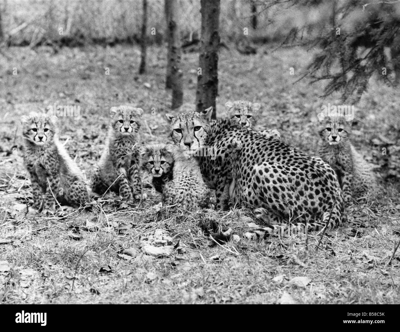 A family of cheetahs in the forest, mother and five young cubs. January