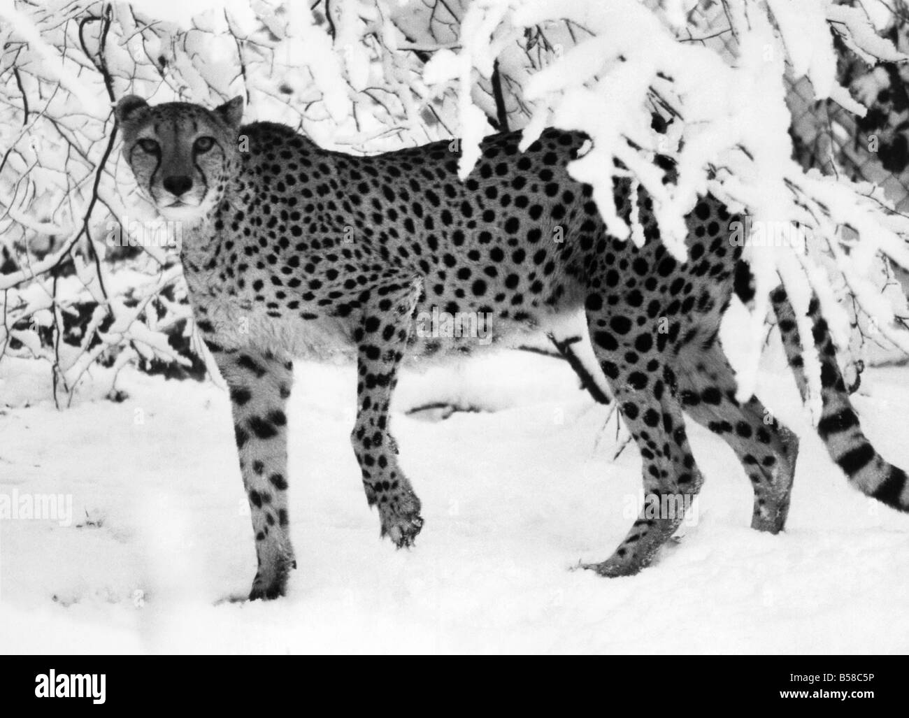 cheetah print snow bib