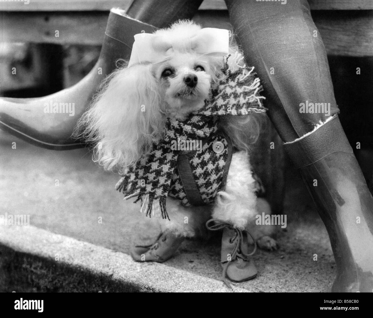 white dog boots