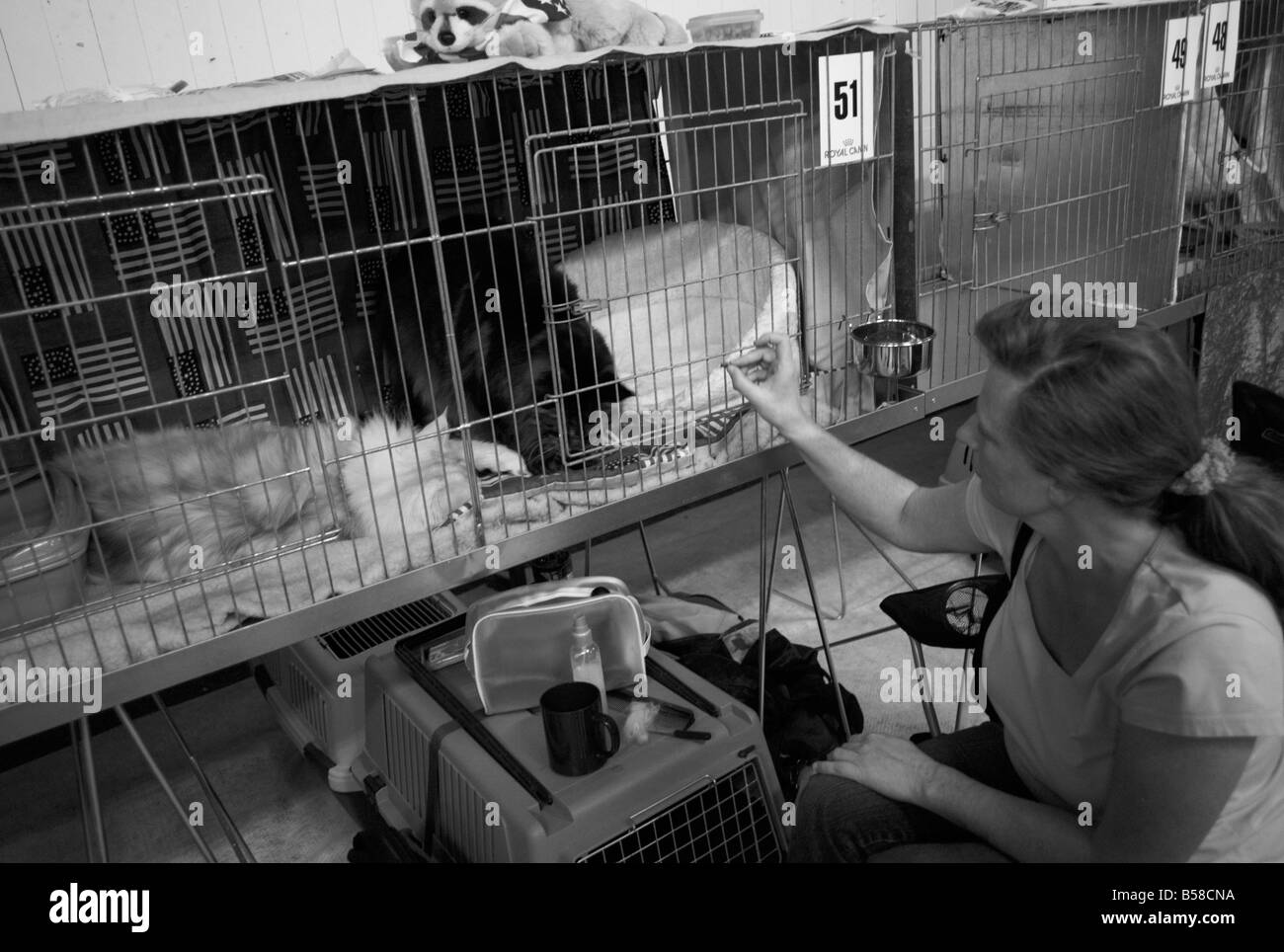 From the international cat show in Höganäs Sweden Monochrome and slightly grainy FOR EDITORIAL USE ONLY Stock Photo