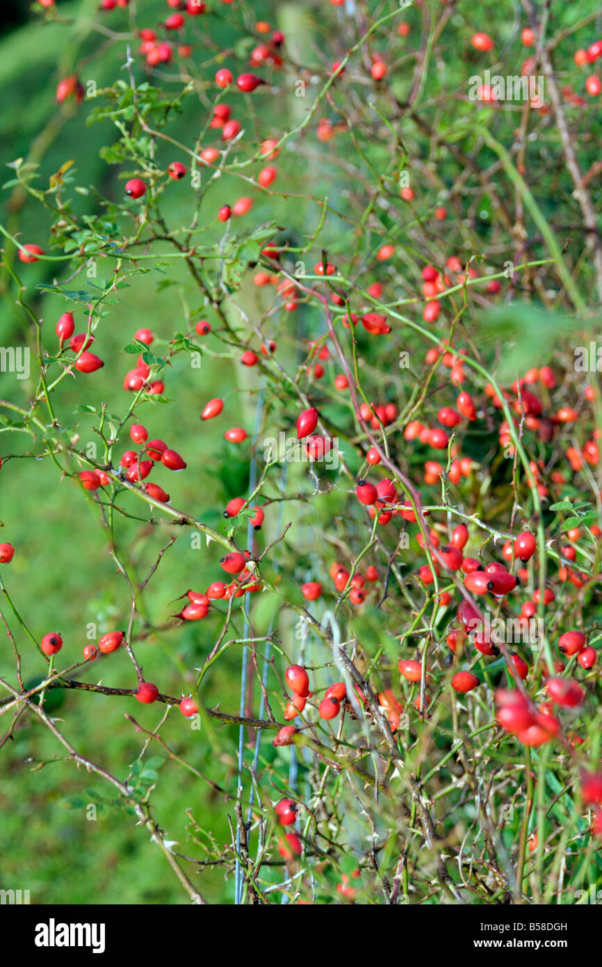 ROSA ARVENSIS ROSE HIPS OF THE FIELD ROSE IN OCTOBER GROWING ALONG A FIELD FENCE Stock Photo