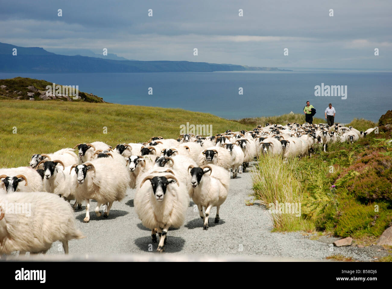 Bringing in the Sheep Raasay Stock Photo
