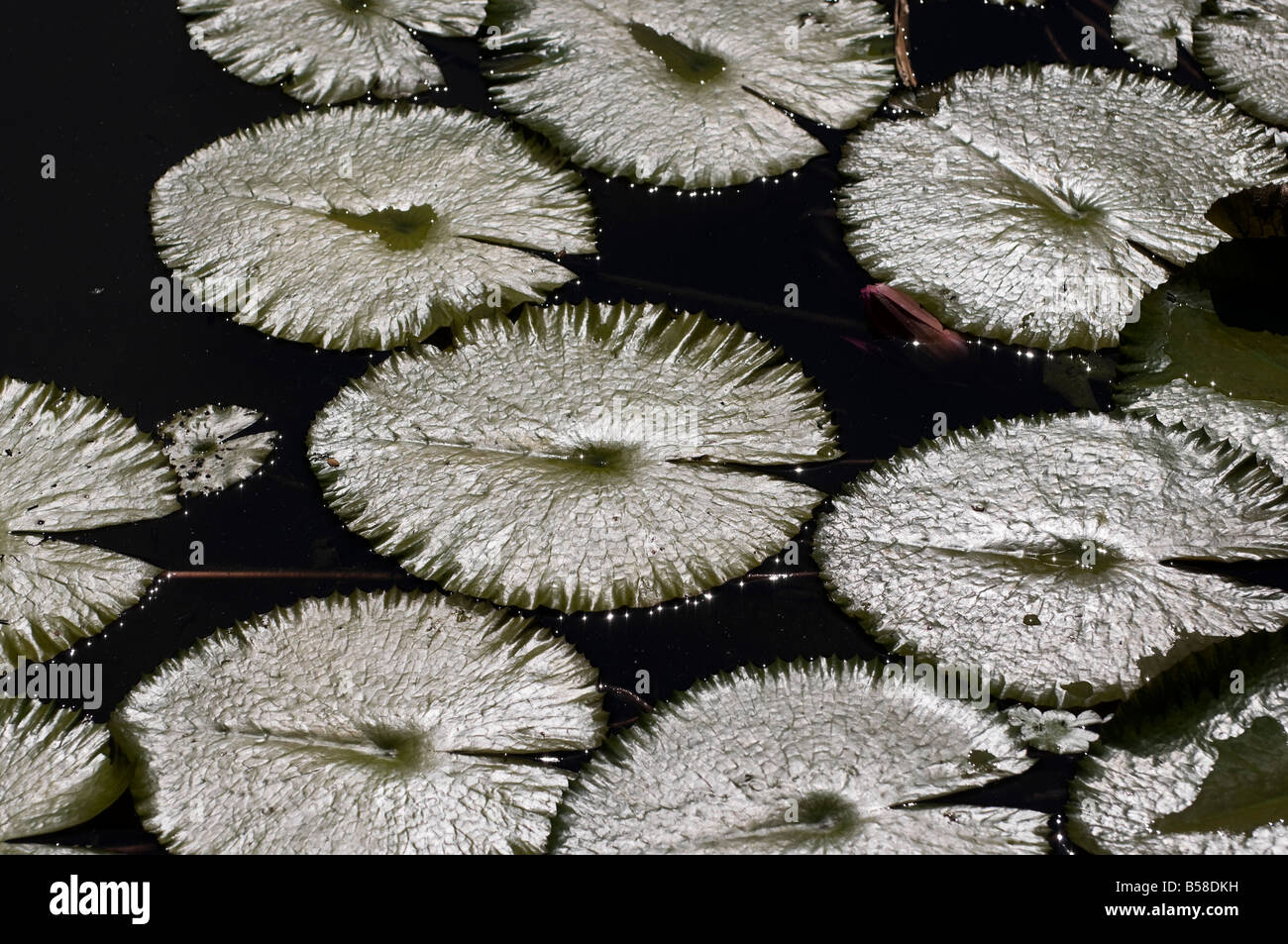 water lily floating leaves family nymphaeaceae Stock Photo
