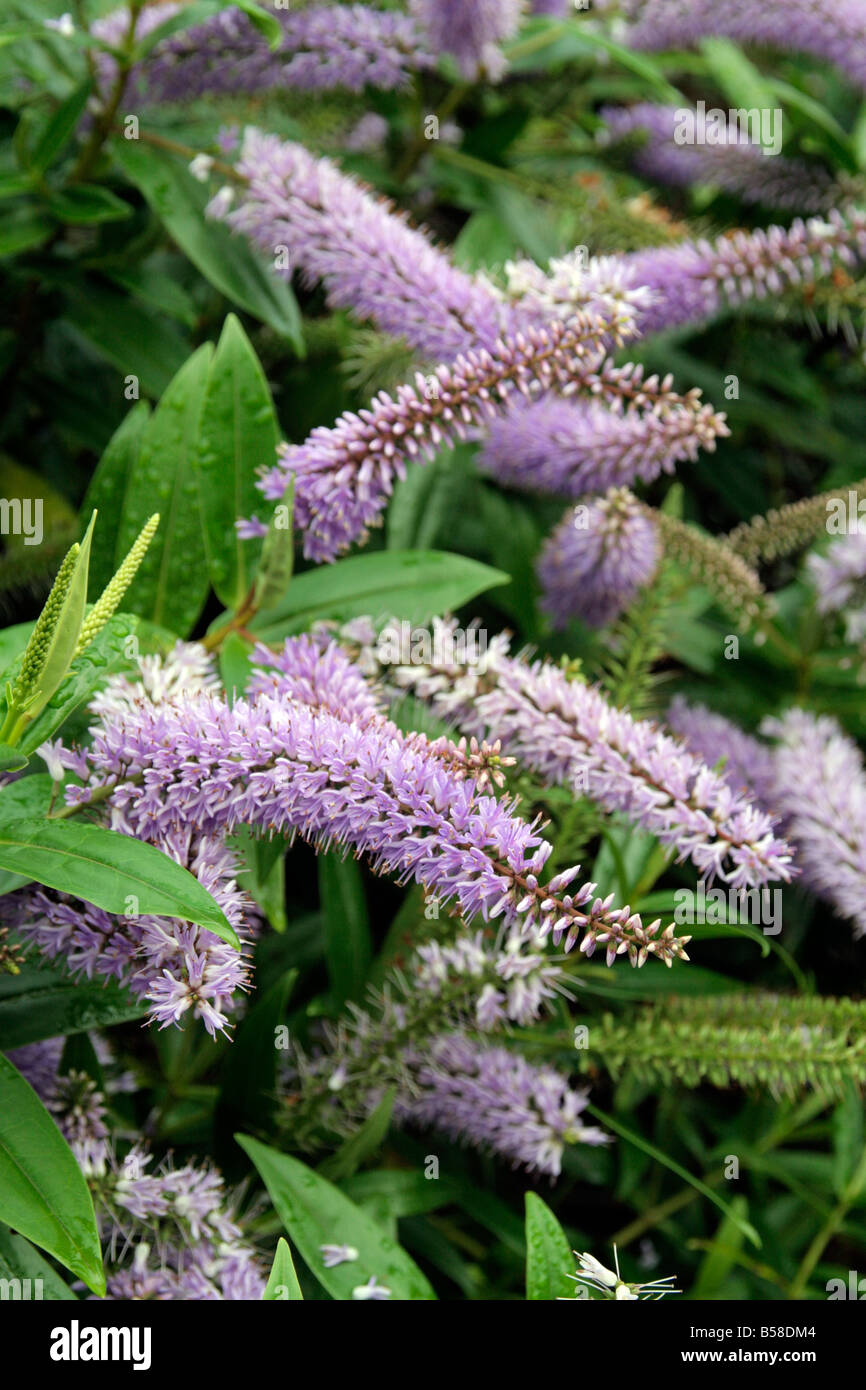 HEBE MIDSUMMER BEAUTY Stock Photo