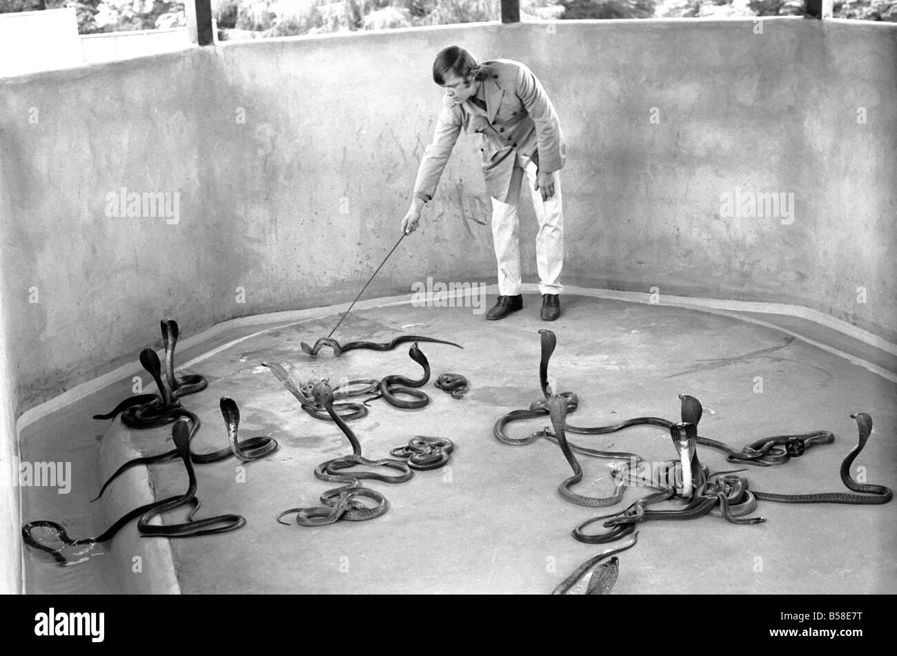 Snakes: Watched warily by his wife Patricia, snake handler Peter Waters goes back to work six days after one of his charges nearly killed him. He said: 'it's like falling off a bicycle. You have to get on again to keep your nerve.' Peter, 24-pictured with cobras in the snake pit at the Wild Animals Kingdom at Woburn, Beds added: 'I'm lucky to be alive'. July 1970 70-6874-002 Stock Photo
