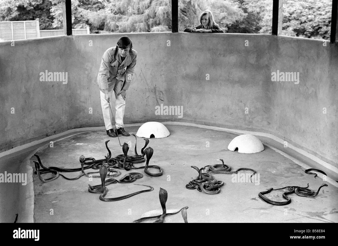 Snakes: Watched warily by his wife Patricia, snake handler Peter Waters goes back to work six days after one of his charges nearly killed him. He said: 'it's like falling off a bicycle. You have to get on again to keep your nerve.' Peter, 24-pictured with cobras in the snake pit at the Wild Animals Kingdom at Woburn, Beds added: 'I'm lucky to be alive'. July 1970 70-6874-006 Stock Photo