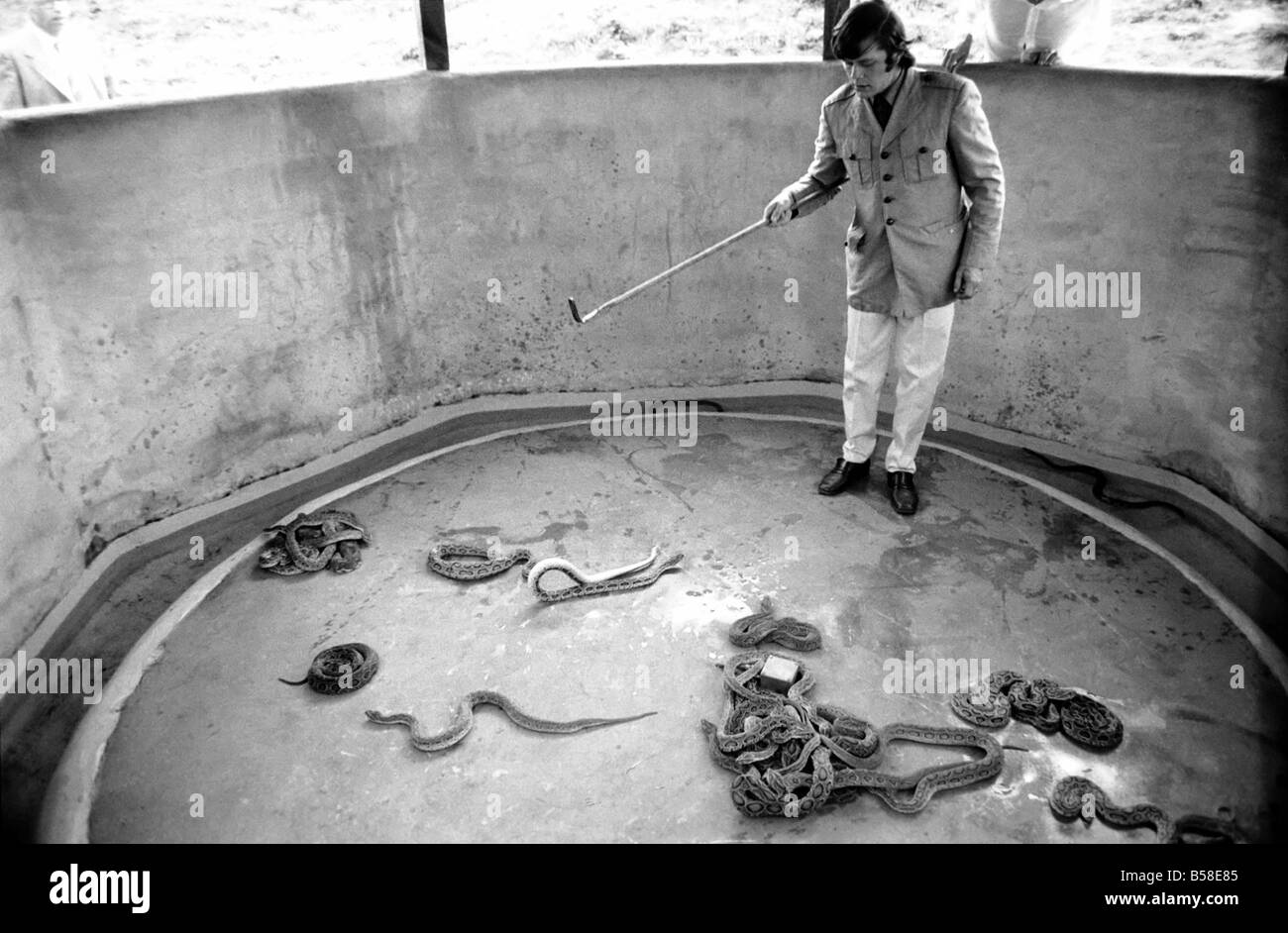 Snakes: Watched warily by his wife Patricia, snake handler Peter Waters goes back to work six days after one of his charges nearly killed him. He said: 'it's like falling off a bicycle. You have to get on again to keep your nerve.' Peter, 24-pictured with cobras in the snake pit at the Wild Animals Kingdom at Woburn, Beds added: 'I'm lucky to be alive'. July 1970 70-6874-007 Stock Photo