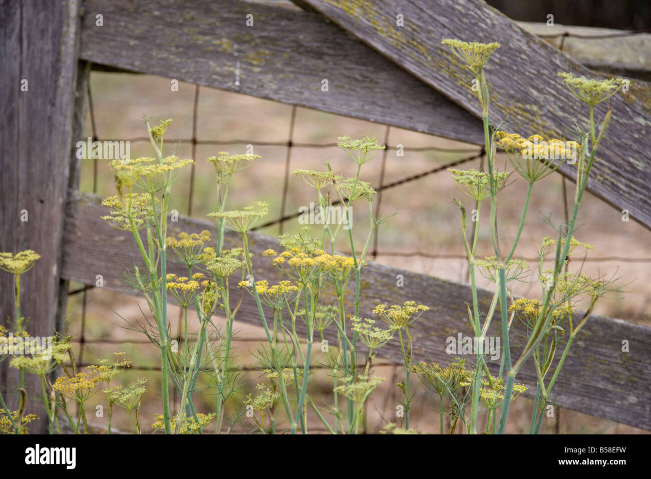 Fennel by ranch fence Stock Photo