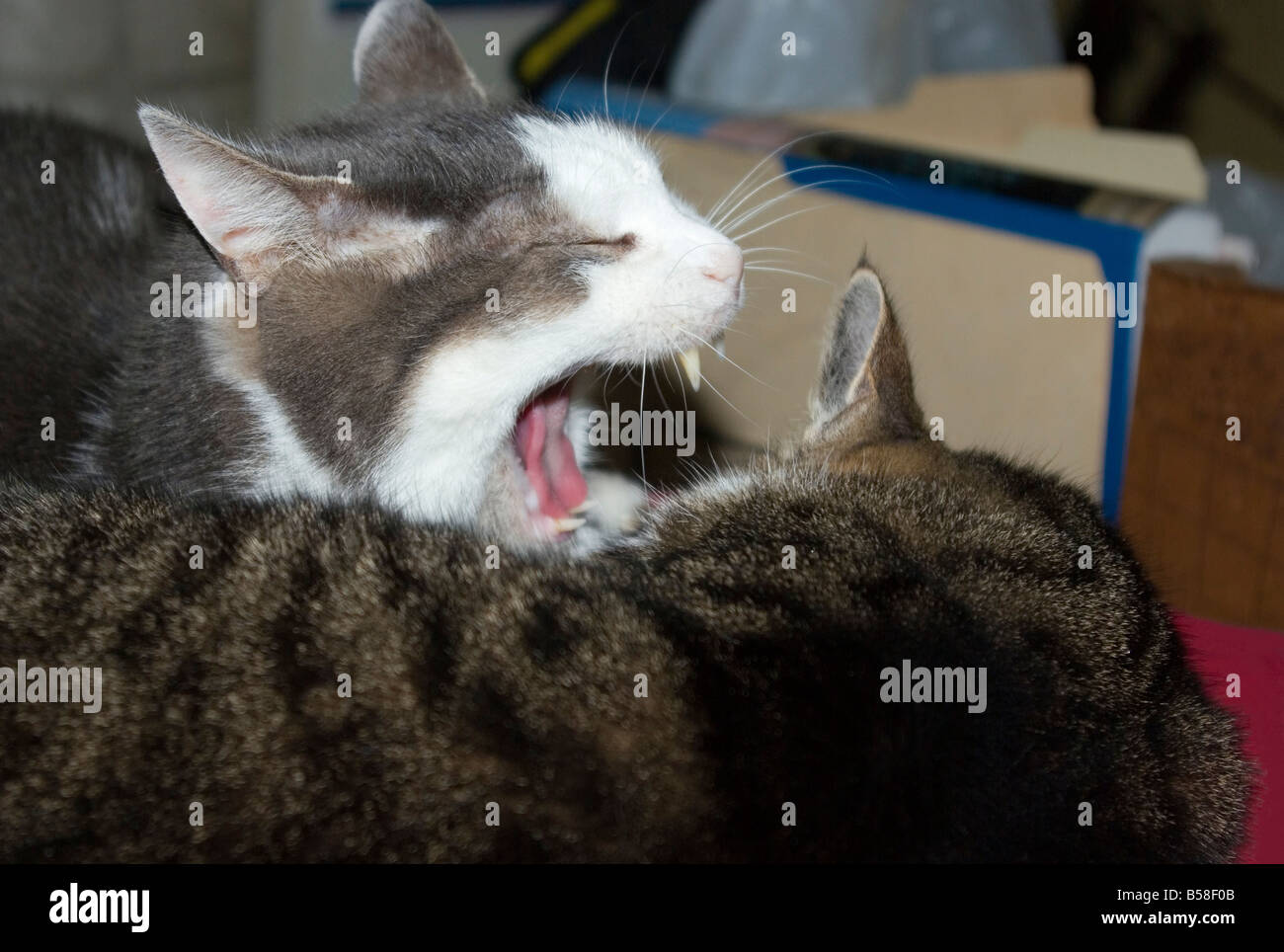 Can you hear me now. One cat appears to be yelling into the ear of