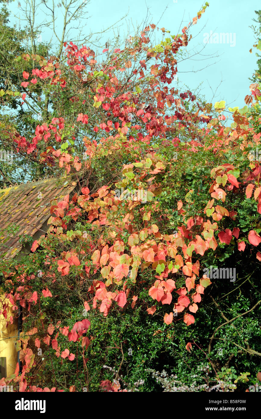 VITIS COGNETIAE SCRAMBLES OVER A ROOF AND TREES AUTUMN COLOUR Stock Photo