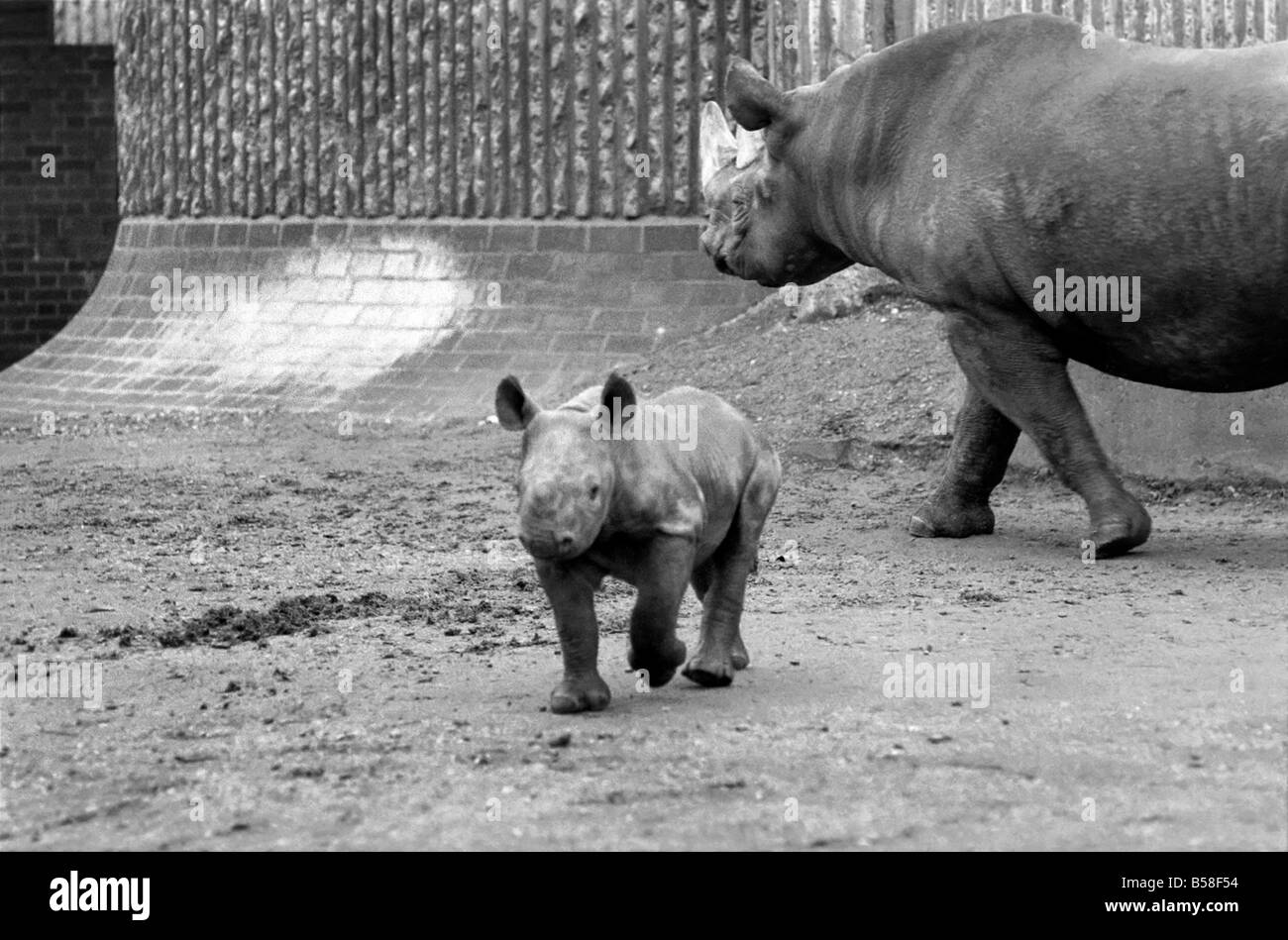 Animals. London Zoo Rhino. January 1976 7600002005 Stock Photo Alamy