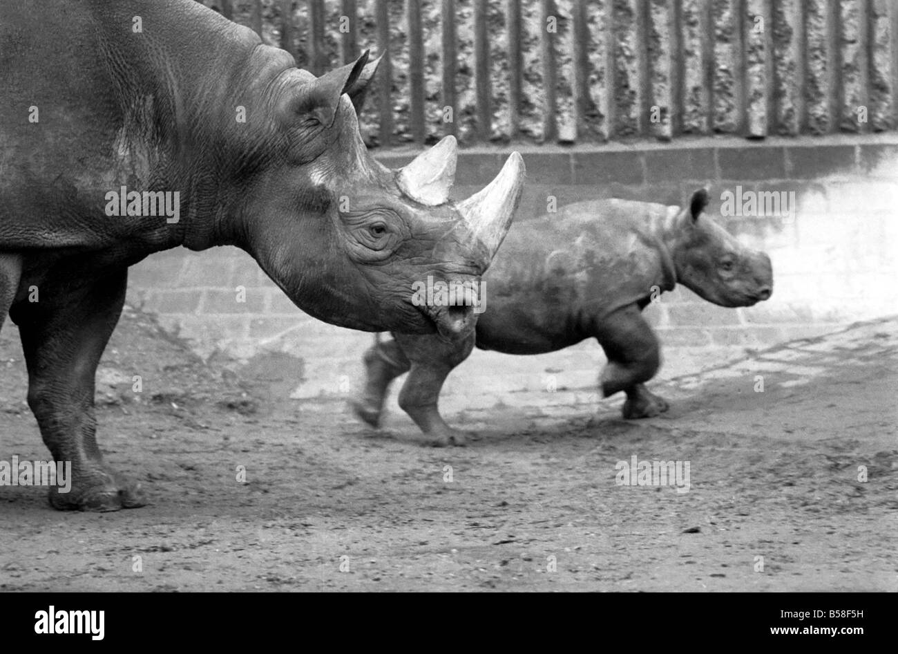 Animals. London Zoo: Rhino. January 1976 76-00002-011 Stock Photo - Alamy