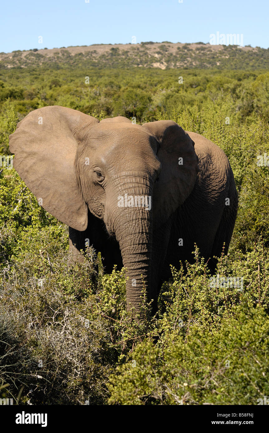 African elephants Addo Elephant Park South Africa Stock Photo