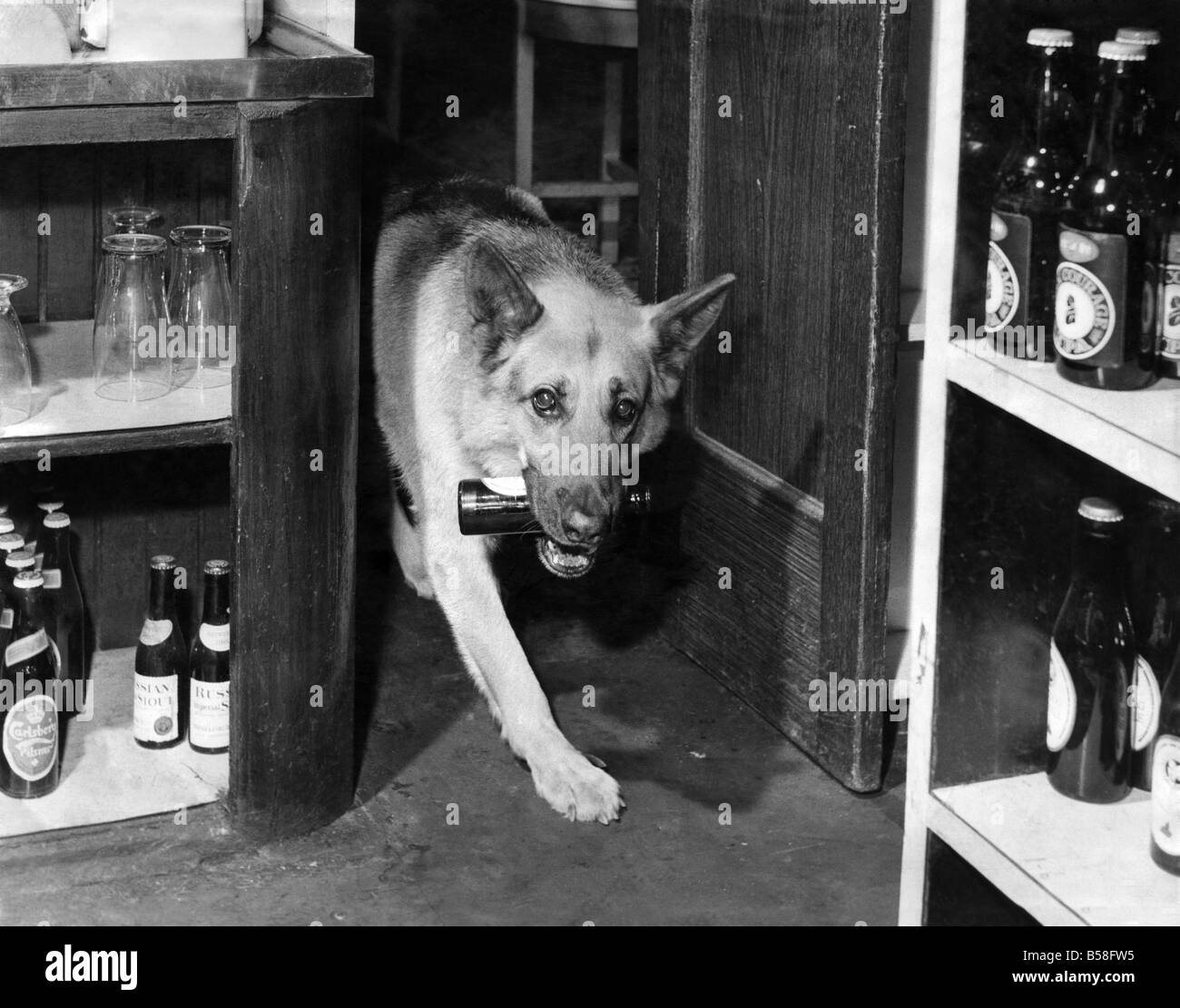 Rex takes empties to a crate behind the bar. It is light work, so Rex is not bitter about his job. August 1965 P006434 Stock Photo