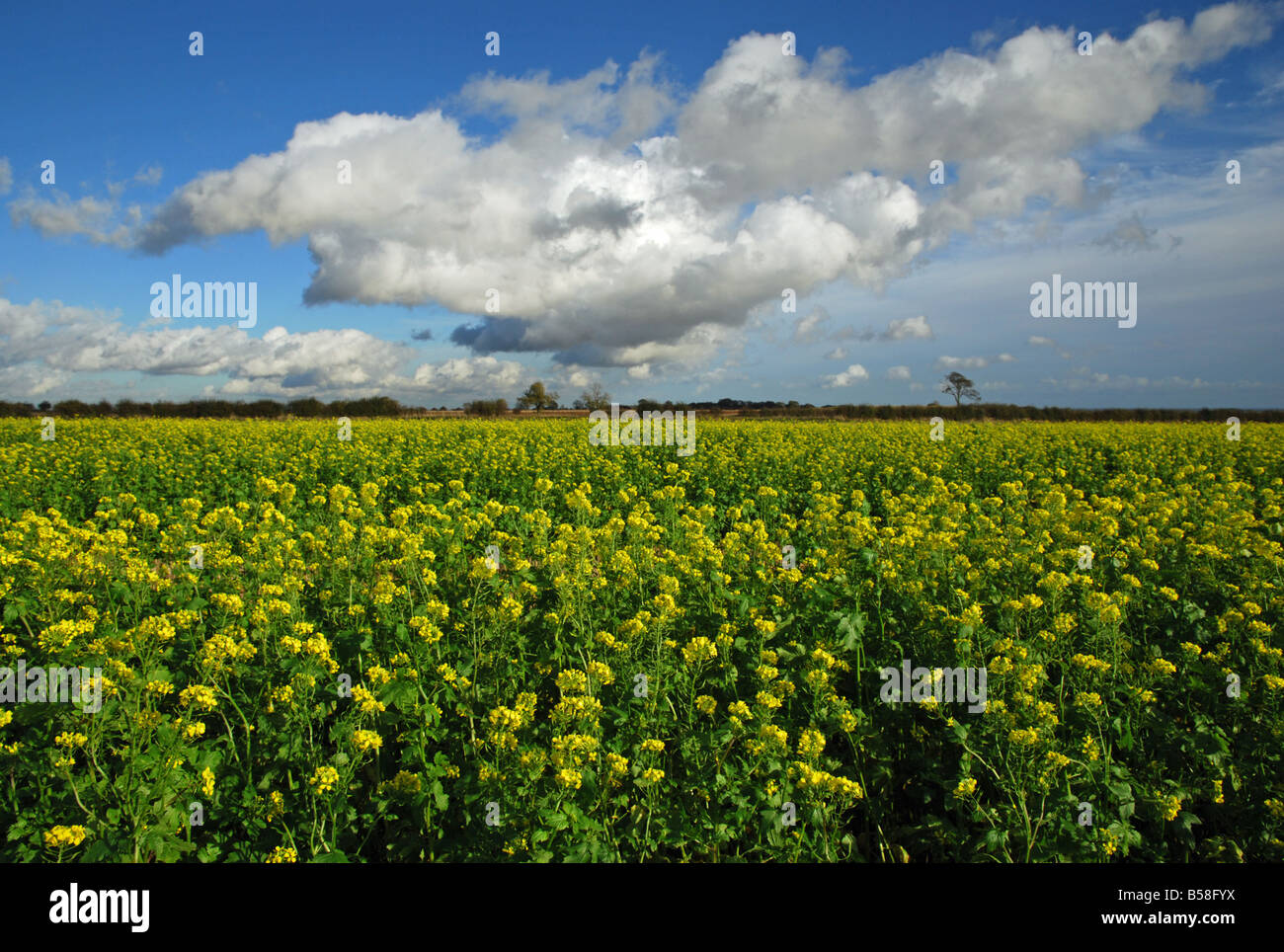 Mustard grown as a cover crop. Lincolnshire, England Stock Photo Alamy