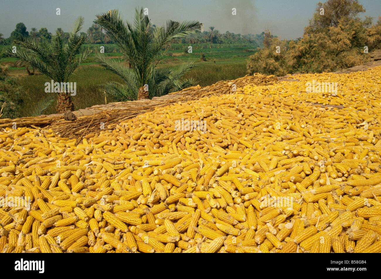 Corn on the cob drying on roof of a farm dwelling in Luxor Egypt North Africa Africa Stock Photo