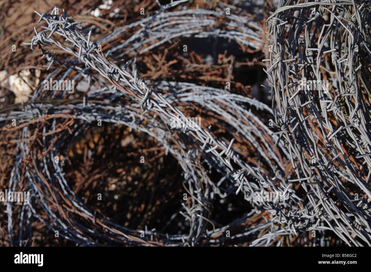 Brabwire Rusted close up photo of rusty barbwire Stock Photo - Alamy