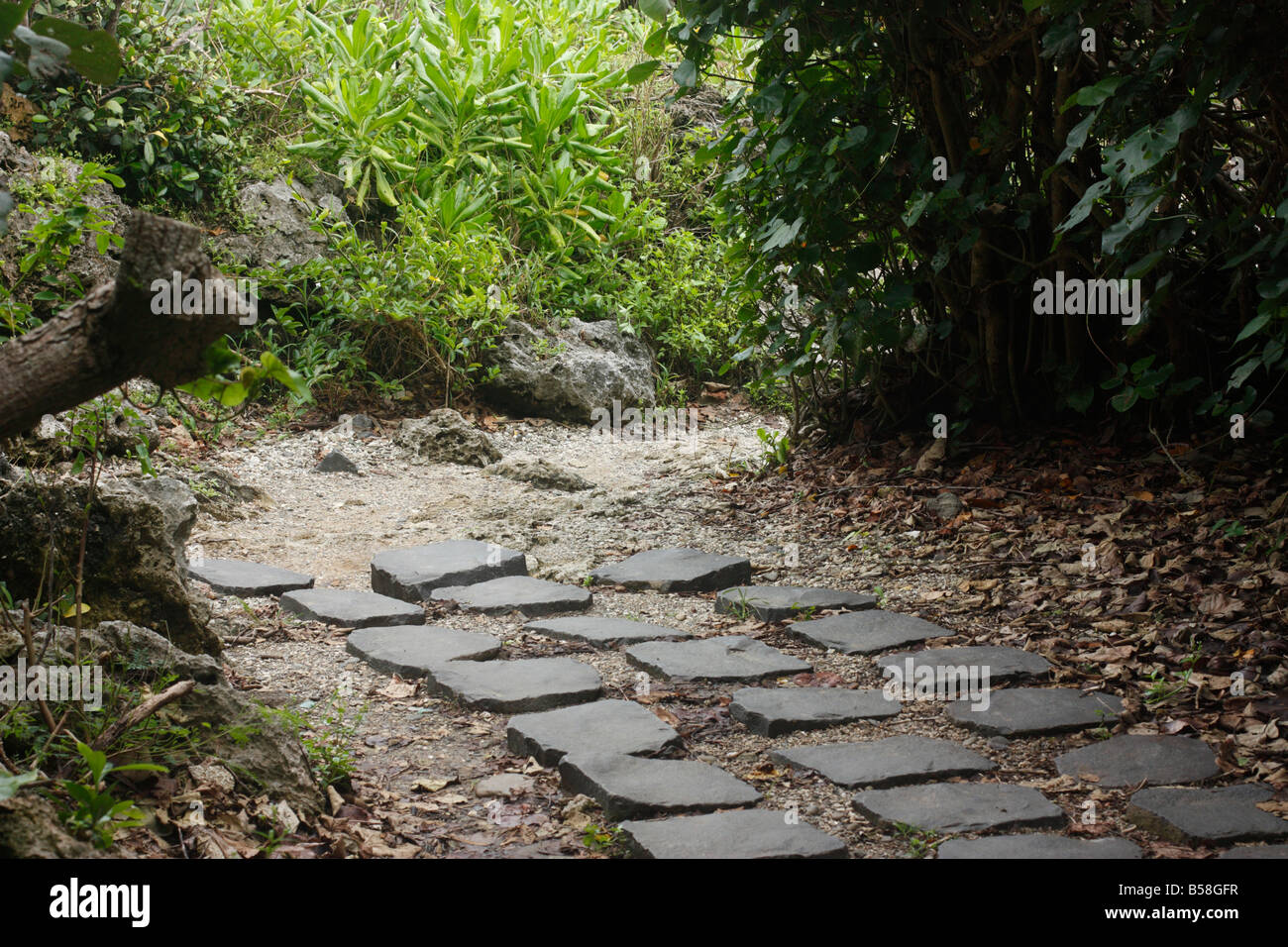 Abrupt end of a footpath in a tropical forest. Stock Photo
