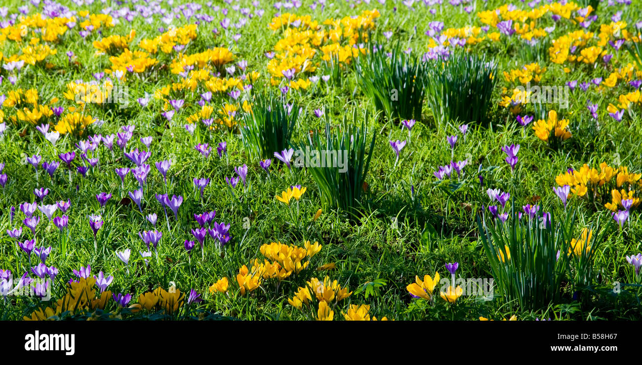 Purple, blue and yellow crocus spring flowers growing in a garden lawn in early springtime, late winter. Stock Photo
