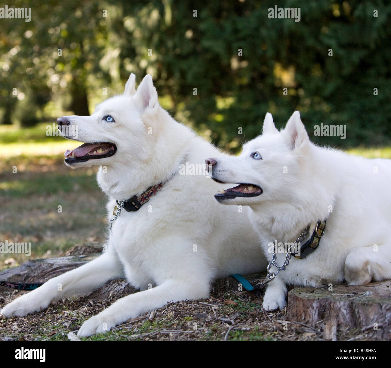 Two magnificent white huskies huskys shot in a park setting. The dogs are shot in profile and are alert with vibriant coats. Stock Photo
