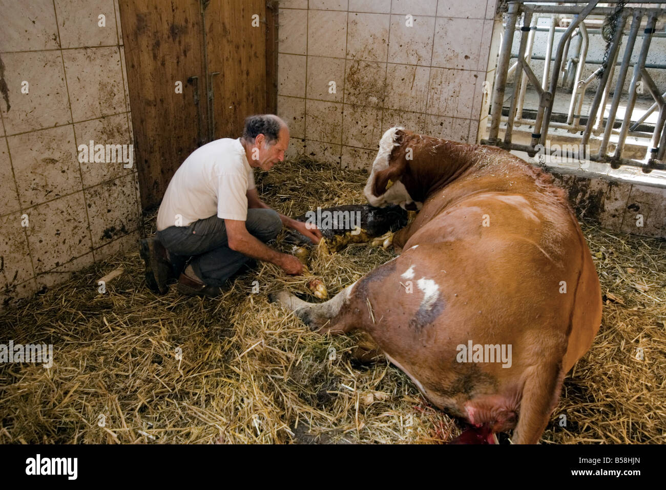 Farmer helping after cow has given birth Stock Photo - Alamy