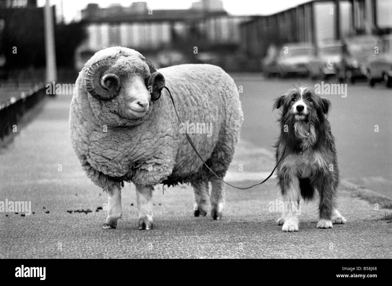 Scarica Gratis Images Animals Humour Nell The Sheepdog Takes Arnold The Ram For His le plus cool par