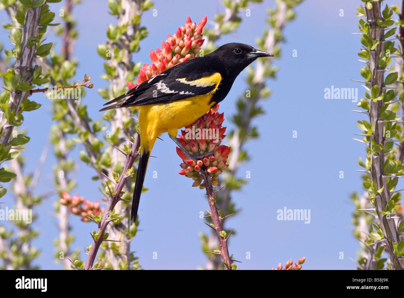 Scott's Oriole Icterus parisorum Rockhound State Park New Mexico United States 3 May Adult Male ICTERIDAE Stock Photo