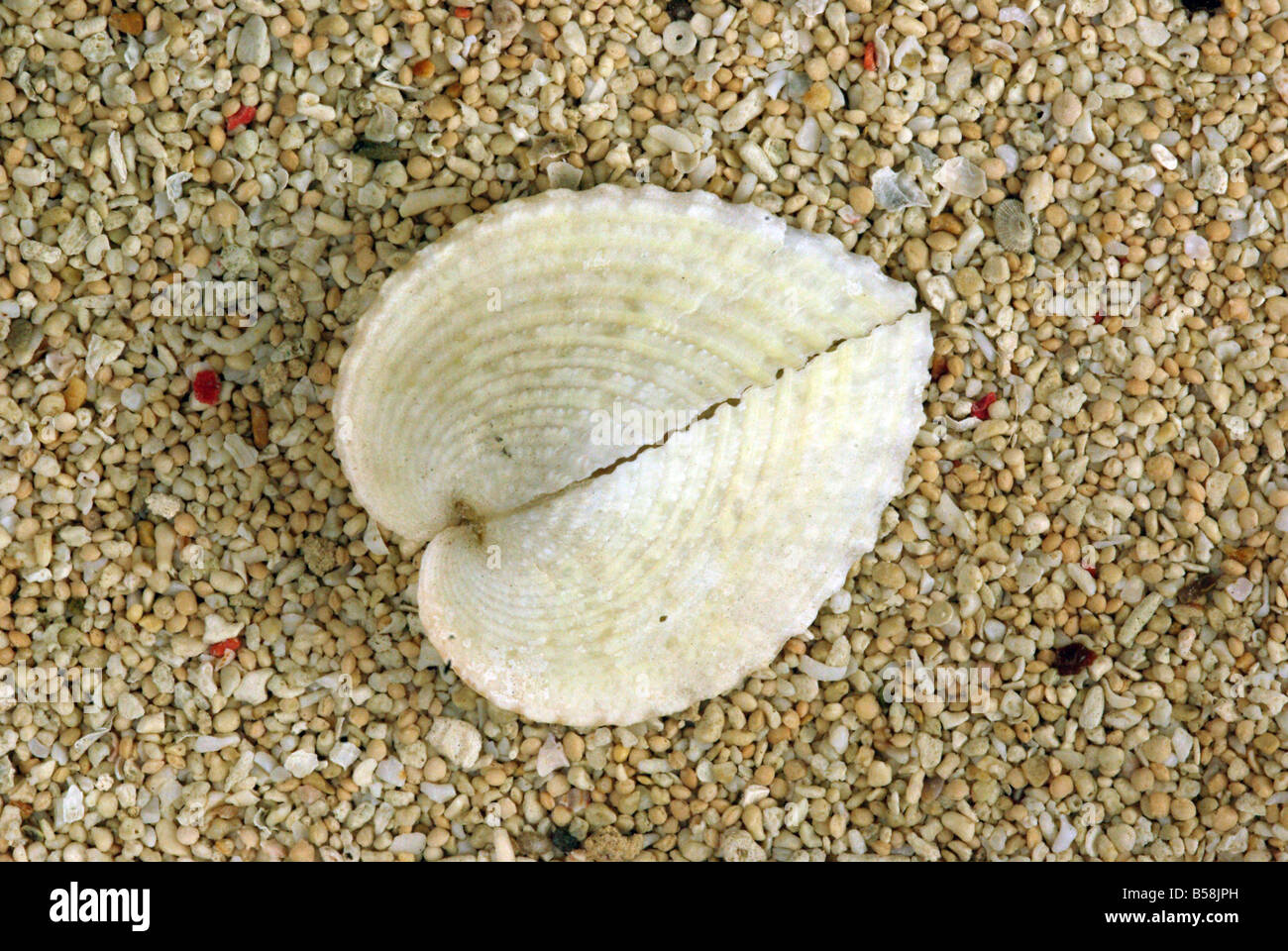 Heart Cockle shell, Corcalum cardissa Stock Photo