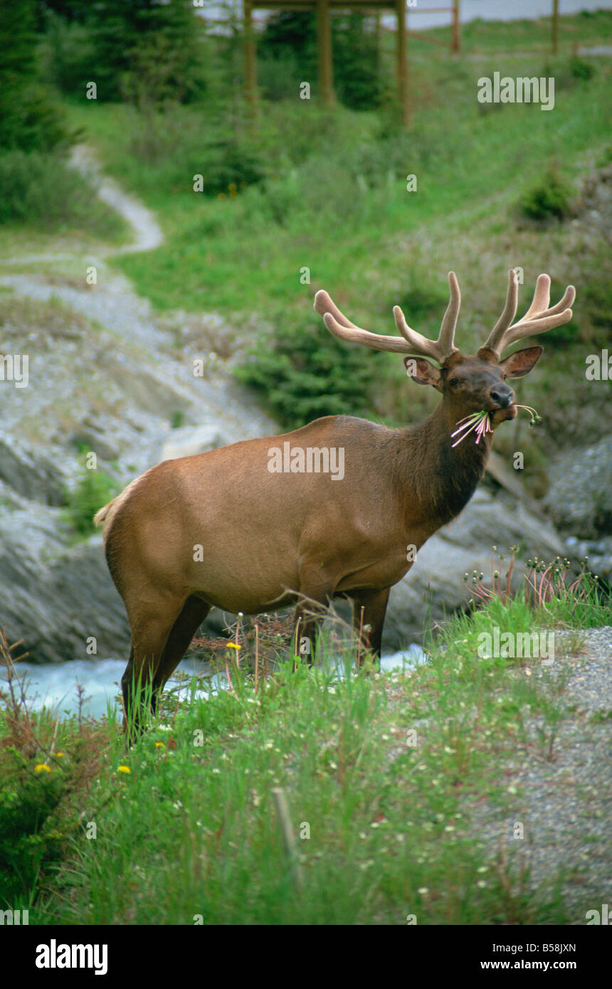 Elk, Canada, North America Stock Photo