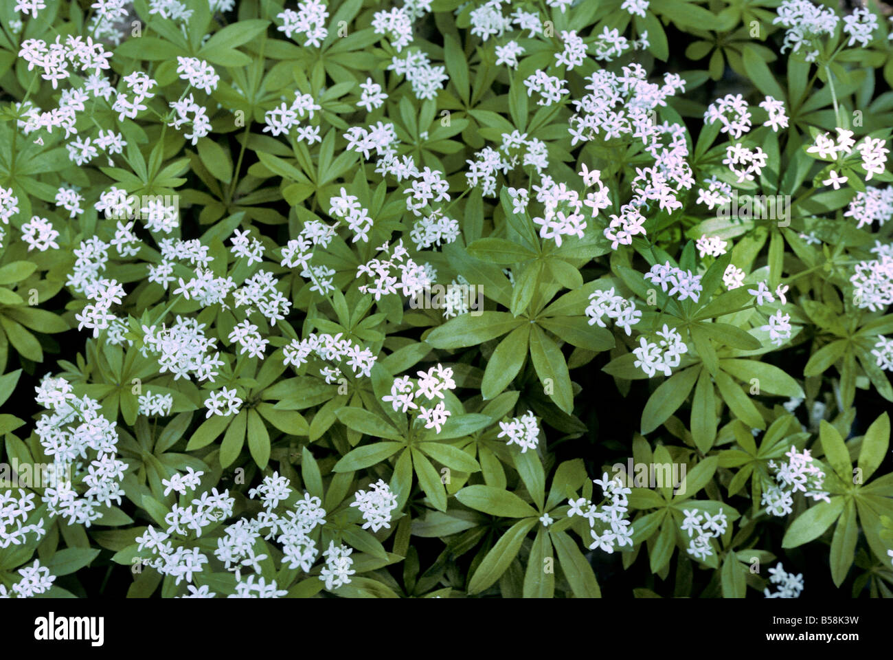 Sweet Woodruff Stock Photo