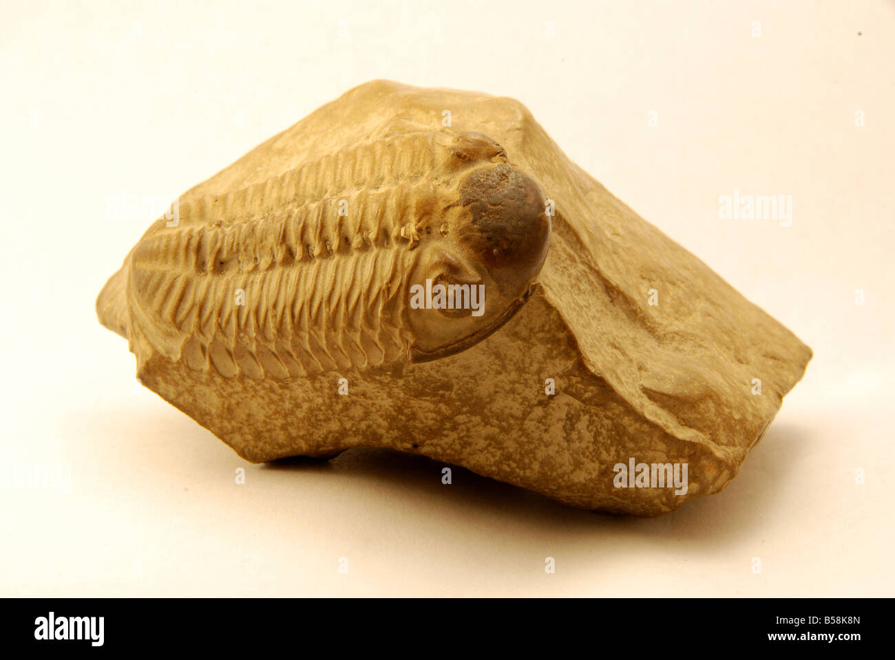 Fossil shell embedded in stone hires stock photography and images Alamy