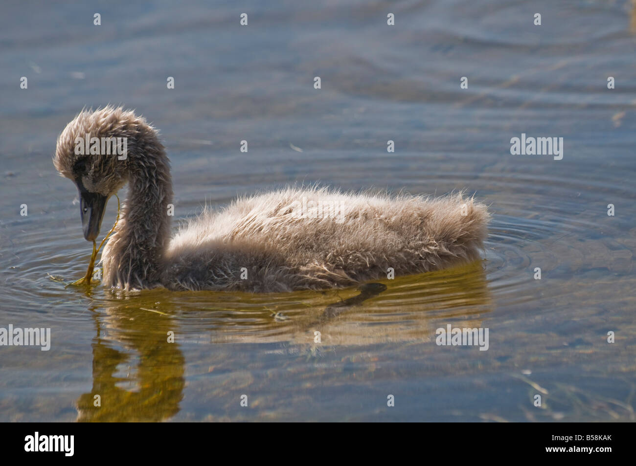 A cygnet of the Australian black swan feeding on sea grass in the Swan River Perth Western Australia Cygnus atratus Stock Photo