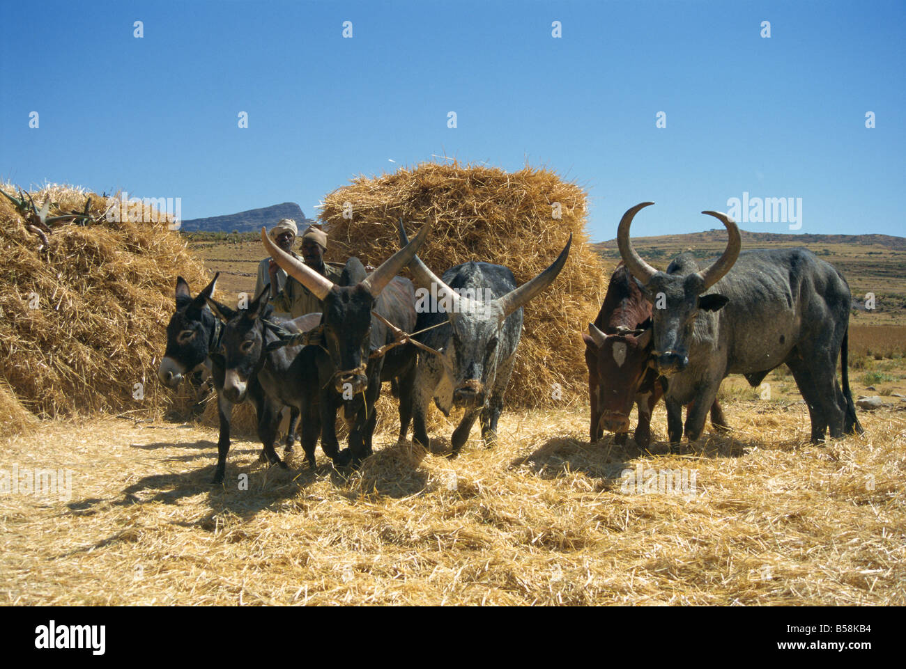 Team of men harvesting crops, Adi Godum, Ethiopia, Africa Stock Photo