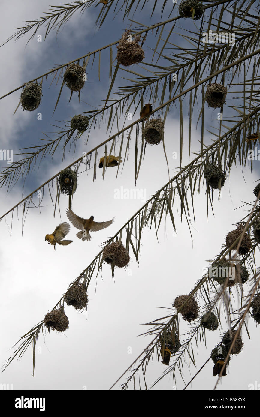Weaver birds building nests, Harar, Ethiopia, Africa Stock Photo