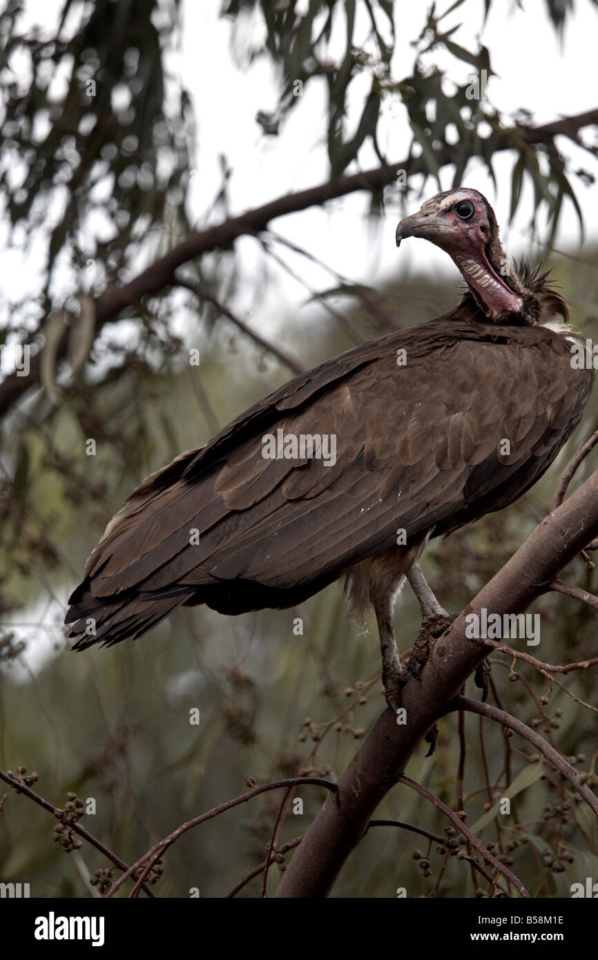 A vulture rests in a tree in the city of Harar, Ethiopia, Africa Stock Photo
