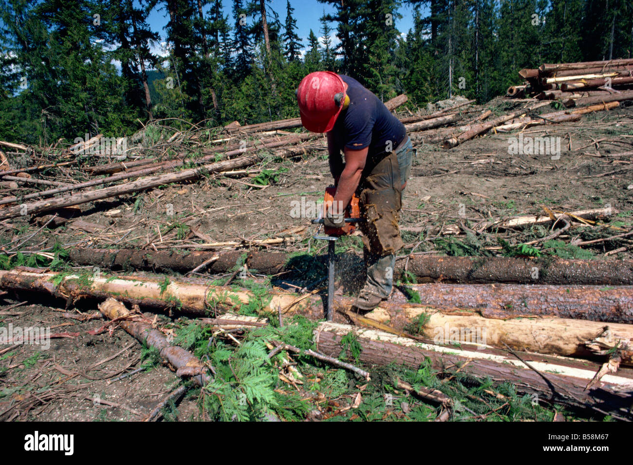Cutting logs to size for transport British Columbia Canada North America Stock Photo