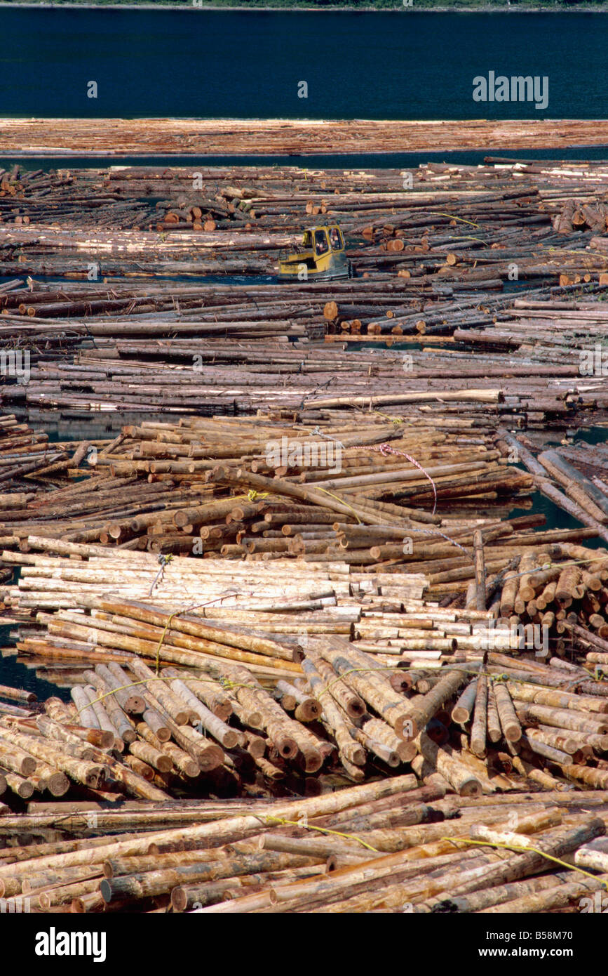 Sorting logs for mill British Columbia Canada North America Stock Photo ...