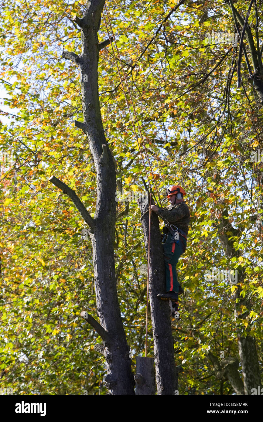 Tree surgeon cutting down tree with a chain saw hires stock