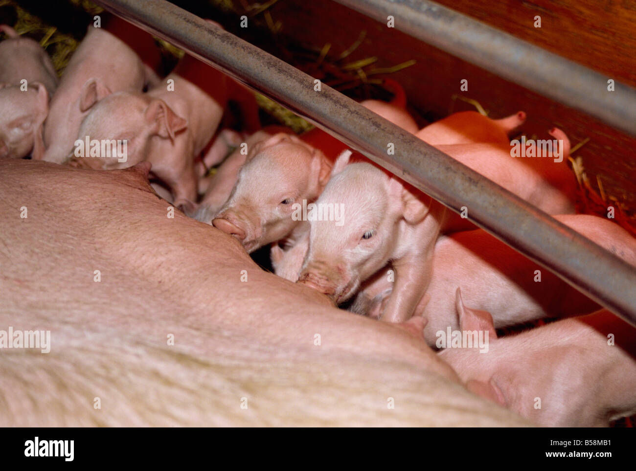 Piglets British Columbia Canada North America Stock Photo