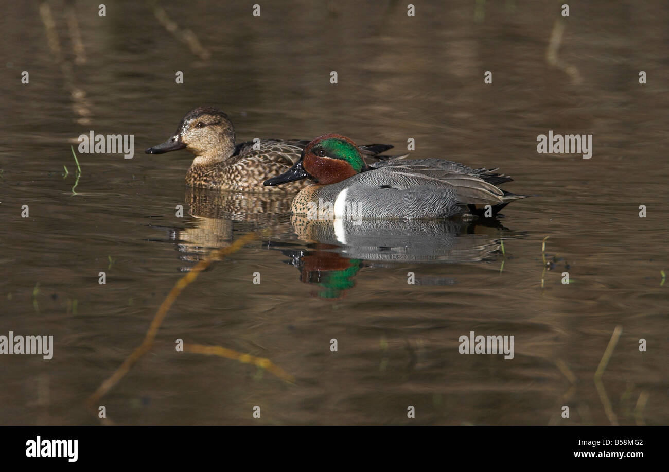 Green-winged Teal Annas crecca male & female drifting on pond at King's Pond Victoria Vancouver Island BC in February Stock Photo