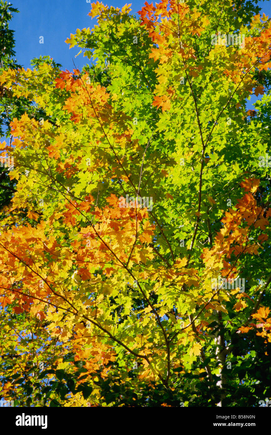 Fall foliage Canada North America Stock Photo Alamy