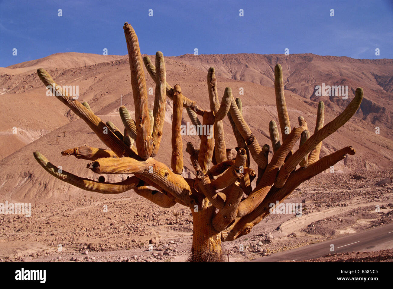 Candleholder cactus Lluta Valley Norte Grande Chile South America Stock Photo